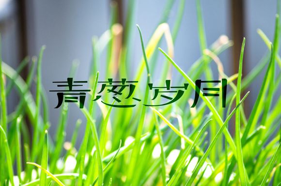 你是我的青葱岁月