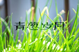 你是我的青葱岁月